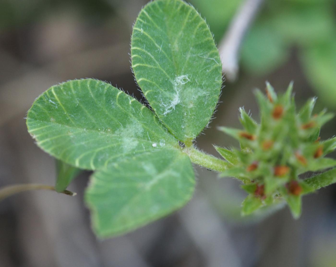 Clover, Rough leaf